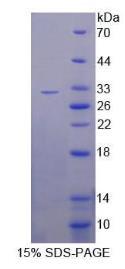SDS-PAGE (MTAP-386H).jpg